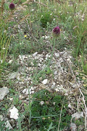 Allium sphaerocephalon \ Kugel-Lauch / Round-Headed Leek, D Karlstadt 16.6.2007