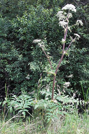 Angelica sylvestris \ Wald-Engelwurz, Gewhnliche Engelwurz / Wild Angelica, D Odenwald, Finkenbach 10.7.2007