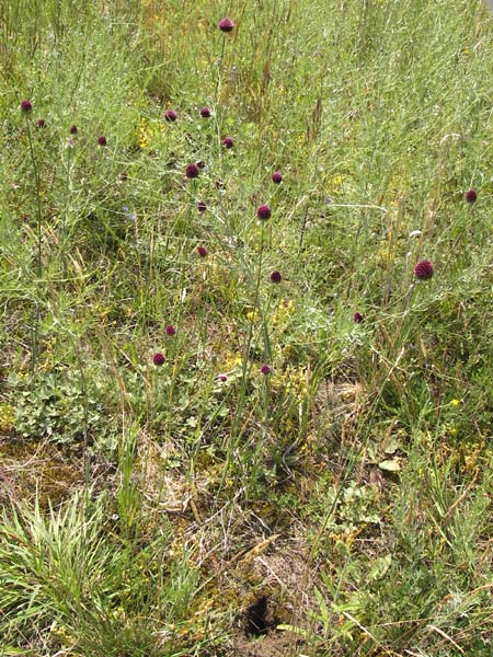 Allium sphaerocephalon \ Kugel-Lauch / Round-Headed Leek, D Mainz 30.6.2012