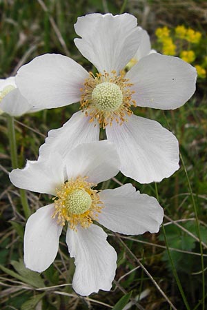 Anemone sylvestris \ Wald-Anemone, D Bastheim-Wechterswinkel 9.5.2015