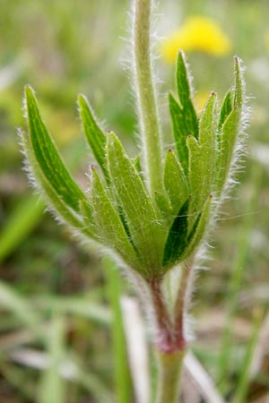 Anemone sylvestris \ Wald-Anemone, D Bastheim-Wechterswinkel 9.5.2015