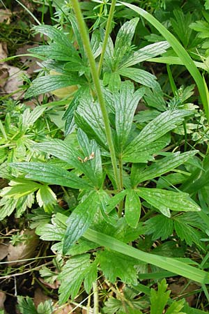 Anemone sylvestris \ Wald-Anemone, D Sinsheim 15.5.2015