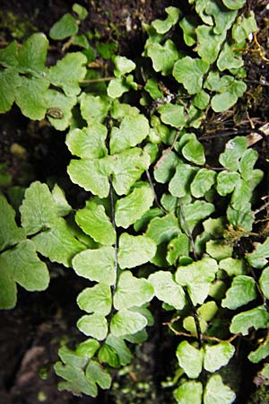 Asplenium trichomanes subsp. hastatum \ Spieblttriger Brauner Streifenfarn, Gehrter Brauner Streifenfarn / Spear-Leaved Spleenwort, D Möttingen-Lierheim 2.6.2015