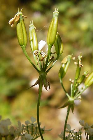 Anthriscus sylvestris subsp. stenophyllus \ Schmalzipfeliger Wiesen-Kerbel / Narrow-Leaved Cow Parsley, D Beuron 11.7.2015