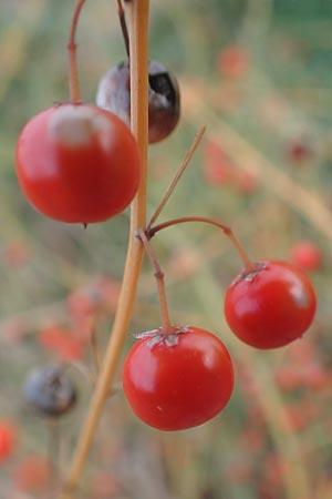 Asparagus officinalis \ Gemse-Spargel / Garden Asparagus, Wild Asparagus, D Mannheim 21.10.2015