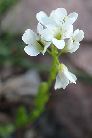 Arabis soyeri \ Soyers Gnsekresse, Glnzende Gnsekresse / Soyer's Rock-Cress, D Botan. Gar.  Universit.  Heidelberg 21.4.2016