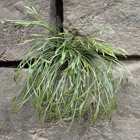 Asplenium septentrionale \ Nordischer Streifenfarn / Forked Spleenwort, D Ettlingen 26.6.2016