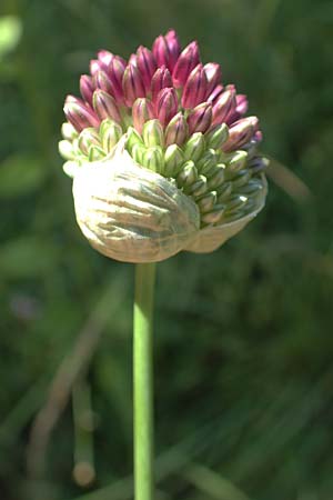 Allium sphaerocephalon \ Kugel-Lauch / Round-Headed Leek, D Bensheim 20.6.2018