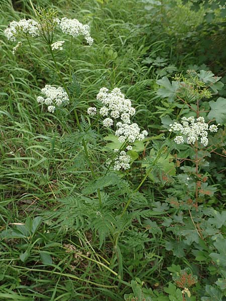 Anthriscus sylvestris \ Wiesen-Kerbel, D Fridingen 26.6.2018