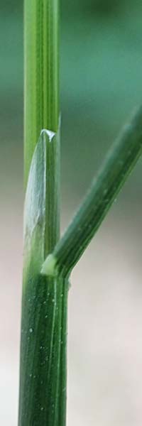 Agrostis stolonifera \ Weies Straugras / Creeping Bentgrass, D Hunsrück, Börfink 18.7.2020