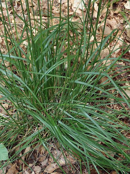 Agrostis stolonifera \ Weies Straugras, D Hunsrück, Börfink 18.7.2020