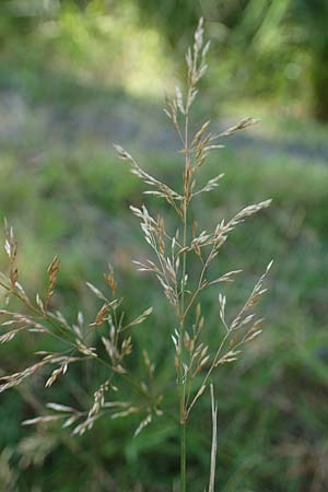 Agrostis stolonifera \ Weies Straugras, D Mörfelden-Walldorf 14.8.2021