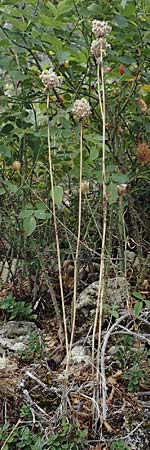 Allium sphaerocephalon \ Kugel-Lauch, D Herxheim am Berg 1.9.2021