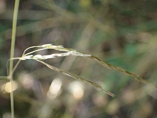 Festuca altissima \ Wald-Schwingel, D Düren 20.8.2022