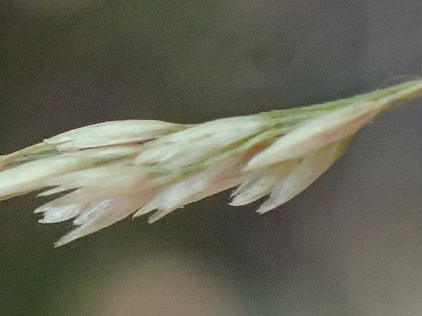 Festuca altissima \ Wald-Schwingel, D Düren 20.8.2022