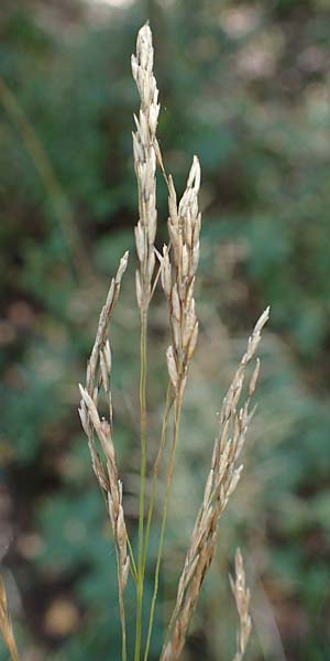 Festuca altissima \ Wald-Schwingel / Wood Fescue, D Düren 20.8.2022