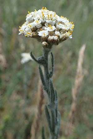 Achillea setacea \ Feinblttrige Wiesen-Schafgarbe / Fine-Leaved Milfoil, D Thüringen, Hemleben 12.6.2023