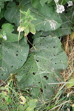 Arctium tomentosum / Woolly Burdock, D Grettstadt 18.7.2015