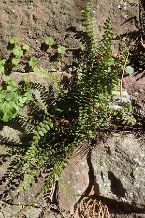 Asplenium trichomanes s.l. \ Braunstieliger Streifenfarn / Spleenwort, D Ettlingen 3.10.2015