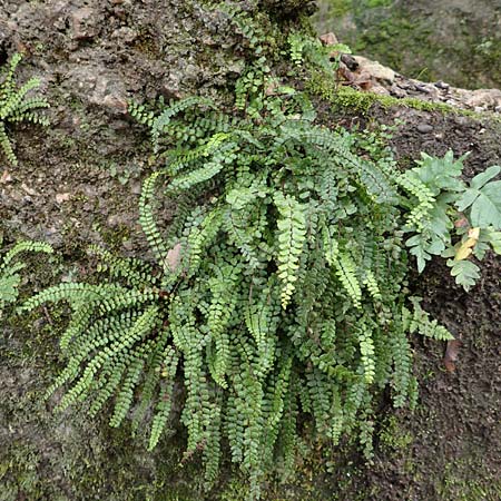 Asplenium trichomanes subsp. trichomanes \ Silikatliebender Brauner Streifenfarn, D Heidelberg 5.12.2015