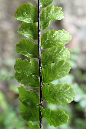 Asplenium trichomanes subsp. trichomanes \ Silikatliebender Brauner Streifenfarn, D Heidelberg 5.12.2015