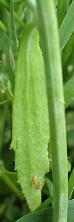 Arabidopsis thaliana \ Acker-Schmalwand / Thale Cress, D Ladenburg 4.5.2017