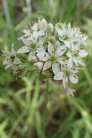 Allium tuberosum \ Schnitt-Knob-Lauch, Chinesischer Schnitt-Lauch / Garlic Chives, Chinese Leek, D Ludwigshafen 9.9.2017