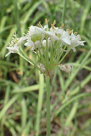 Allium tuberosum \ Schnitt-Knob-Lauch, Chinesischer Schnitt-Lauch / Garlic Chives, Chinese Leek, D Ludwigshafen 9.9.2017