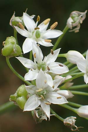 Allium tuberosum \ Schnitt-Knob-Lauch, Chinesischer Schnitt-Lauch / Garlic Chives, Chinese Leek, D Ludwigshafen 9.9.2017