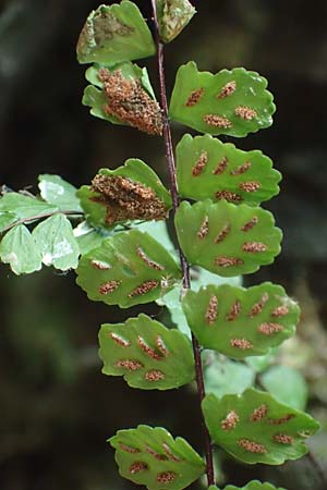 Asplenium trichomanes subsp. trichomanes \ Silikatliebender Brauner Streifenfarn, D Morsbach 22.10.2018