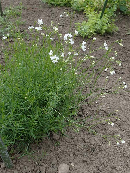 Asperula tinctoria \ Frber-Meister, D Botan. Gar. Krefeld 13.6.2019