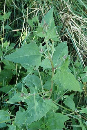 Atriplex prostrata / Spear-Leaved Orache, D Burghaun 30.7.2020