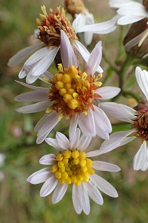 Tripolium pannonicum subsp. pannonicum \ Meer-Aster, Strand-Aster / Sea Aster, D Sachsen-Anhalt, Sülzetal-Sülldorf 27.9.2020