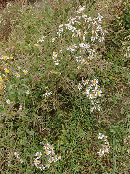 Tripolium pannonicum subsp. pannonicum \ Meer-Aster, Strand-Aster / Sea Aster, D Sachsen-Anhalt, Sülzetal-Sülldorf 27.9.2020