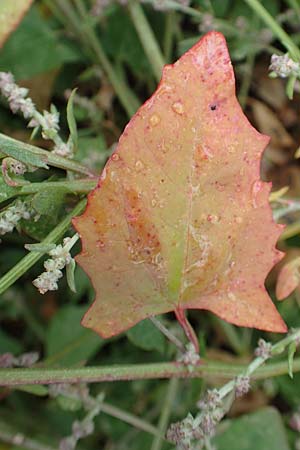 Atriplex prostrata \ Spie-Melde, Spieblttrige Melde / Spear-Leaved Orache, D Sachsen-Anhalt, Sülzetal-Sülldorf 27.9.2020