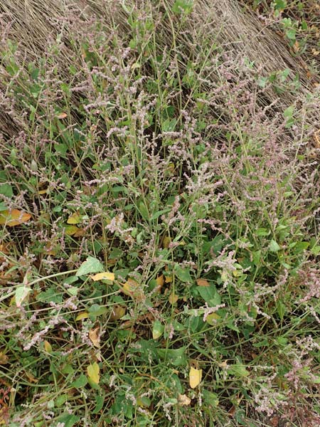 Atriplex prostrata / Spear-Leaved Orache, D Sachsen-Anhalt, Sülzetal-Sülldorf 27.9.2020