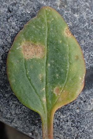 Atriplex glabriuscula \ Kahle Melde / Babington's Orache, D Hohenfelde 18.9.2021