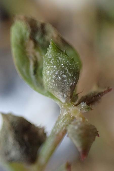 Atriplex glabriuscula \ Kahle Melde / Babington's Orache, D Hohenfelde 18.9.2021