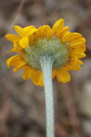 Anthemis tinctoria \ Frber-Hundskamille, Frber-Kamille, D Thüringen, Heldrungen 16.6.2023