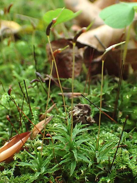 Atrichum undulatum / Undulate Atrichum Moss, Wavy Catharinea, D Obernburg am Main 15.10.2016