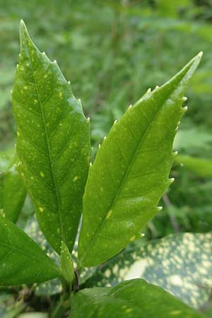 Aucuba japonica \ Japanische Goldorange, Japanische Aukube, D Leverkusen 24.4.2019