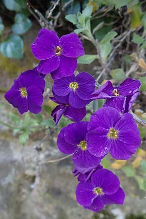 Aubrieta deltoidea \ Blaukissen / Purple Rock Cress, D Mannheim-Seckenheim 4.4.2020