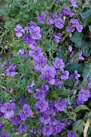 Aubrieta deltoidea \ Blaukissen, D Mannheim-Seckenheim 4.4.2020