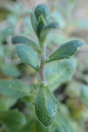 Aubrieta deltoidea \ Blaukissen / Purple Rock Cress, D Mannheim-Seckenheim 4.4.2020