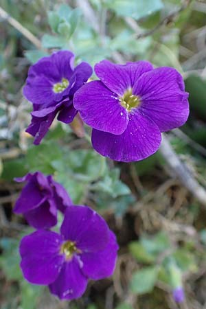 Aubrieta deltoidea \ Blaukissen, D Mannheim-Seckenheim 4.4.2020