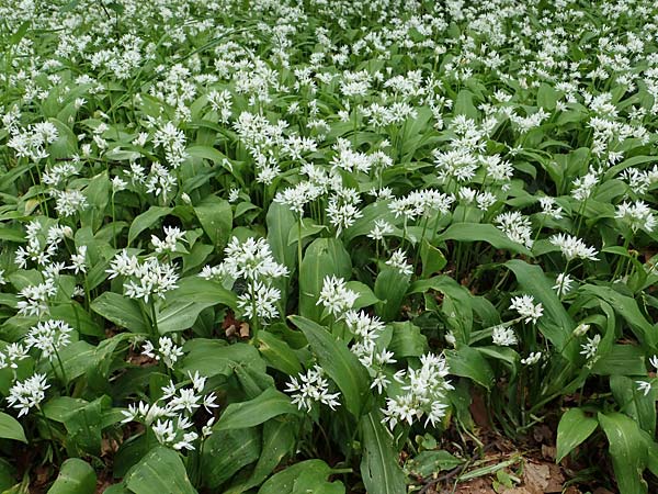 Allium ursinum \ Br-Lauch / Ramsons, D Mannheim 29.4.2021