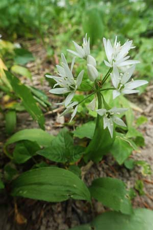 Allium ursinum / Ramsons, D Ludwigshafen 4.5.2021