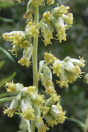 Artemisia vulgaris \ Gewhnlicher Beifu / Mugwort, D Babenhausen 11.8.2007