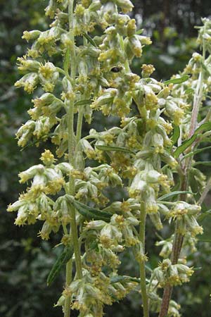 Artemisia vulgaris \ Gewhnlicher Beifu / Mugwort, D Babenhausen 11.8.2007