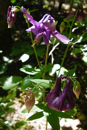 Aquilegia vulgaris \ Gemeine Akelei / Columbine, D Fridingen 3.6.2015